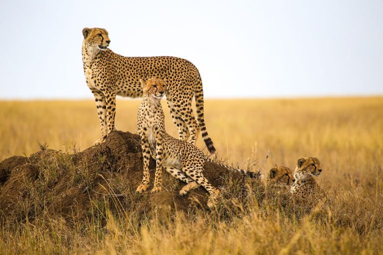 Top-Banner-2025-01-07T123402