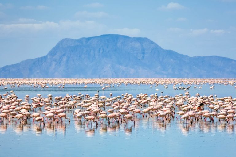 flamingoes-lake-natron-tanzania-timbktu-travel