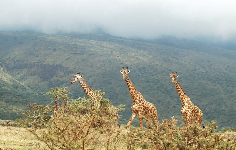 Lake_Manyara_National_Park_Giraffes_23